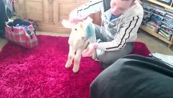 搞笑爆料东北人视频大全,笑料横飞，欢乐无限